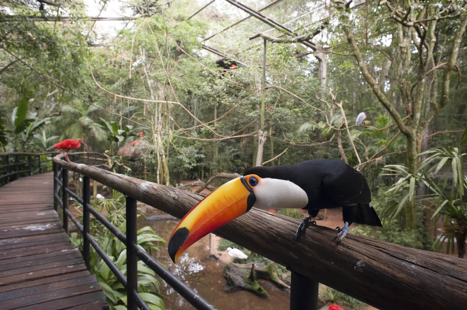 Parque das Aves em Foz do Iguaçu